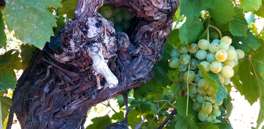 Inzolia, vitigno autoctono del Mediterraneo