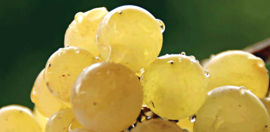 Catarratto white Sicilian indigenous grape