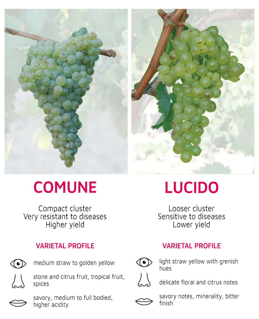 MORE ABOUT CATARRATTO